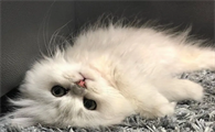 猫咪为什么能听到很多声音