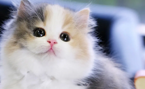 拿破仑猫,一只勤快的猫! 拿破仑猫,一只勤快的猫!