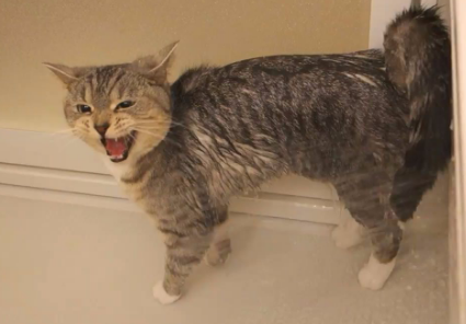 怎样阻止猫在晚上嚎叫 怎样阻止猫在晚上嚎叫