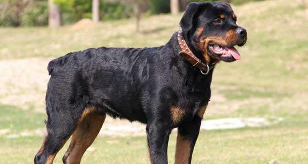 怎么给罗威纳犬剪指甲？步骤是怎么样的？