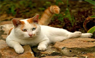 笨猫与聪明猫的区别