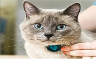 如何预防猫咪的传染病