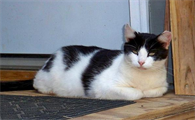 把宠物猫当土猫养会死吗