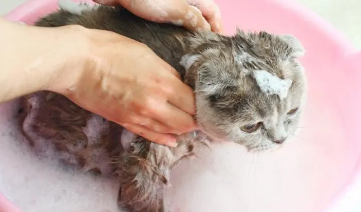 猫咪要洗发水吗为什么