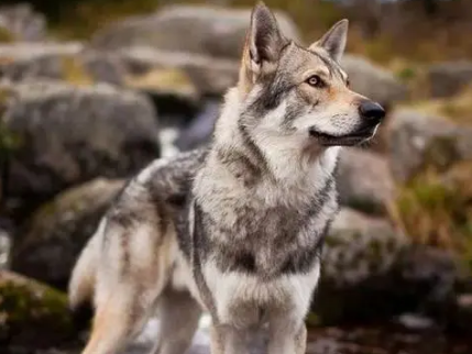 想知道捷克狼犬感冒怎么治疗？不妨来了解下吧