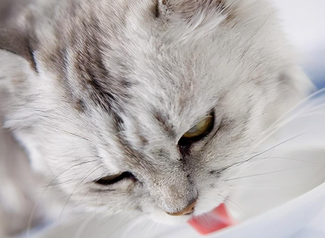 猫老是早上呕吐是什么原因