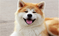 秋田犬为什么出门就咬其他狗?看这篇文章