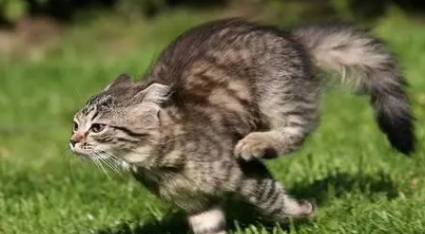 猫咪为什么会追着咬人