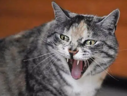 猫咪为什么性格古怪的原因