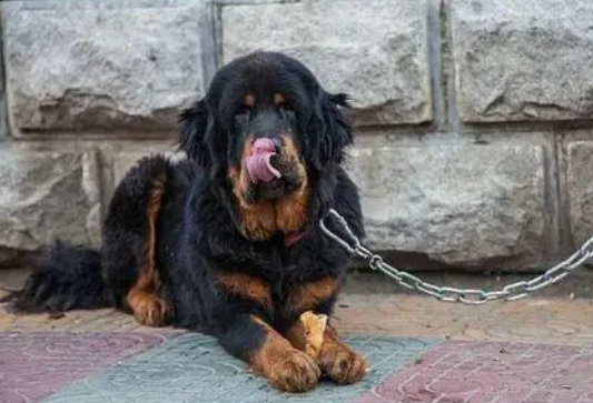 藏獒可以吃吗?扪心自问,是否值得? 藏獒可以吃吗?扪心自问,是否值得?