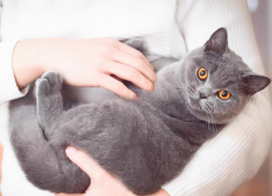 养猫必备物品 养猫必备物品