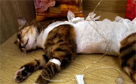 猫咪输液为什么呼噜呼噜的呢