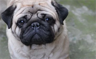 巴哥犬是哪个国家的？宠主可以了解一下！