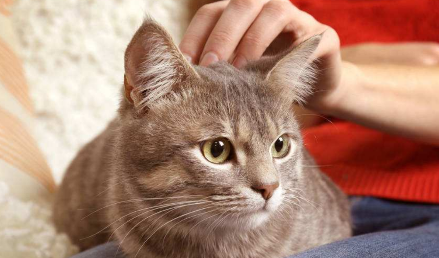 为什么父母不喜欢猫