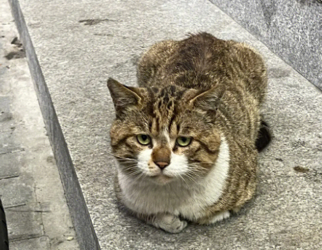 流浪猫冬天会不会冻死？冬季生存之考验
