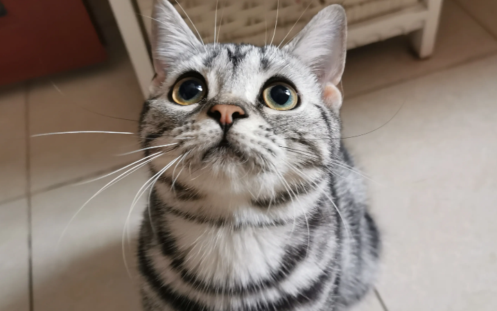 猫咪为啥可爱