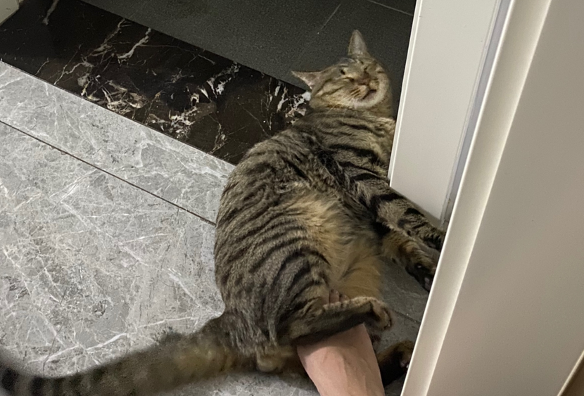 猫咪为什么长蛔虫的原因 猫咪为什么长蛔虫的原因