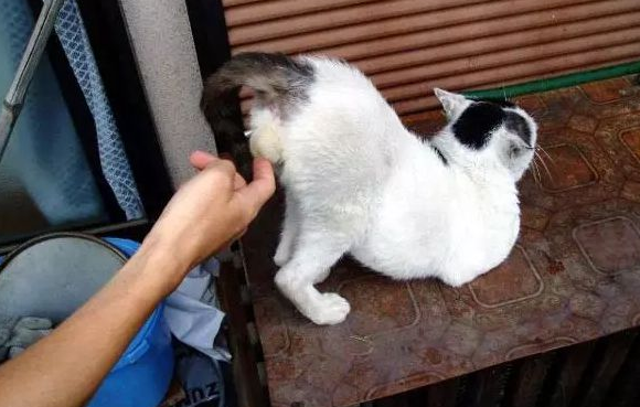 为什么摸猫咪蛋蛋会叫一声