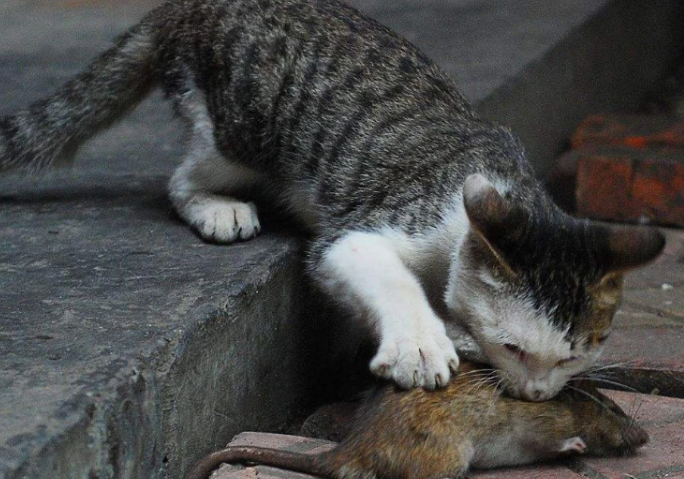 猫咪都会捉耗子吗为什么呢