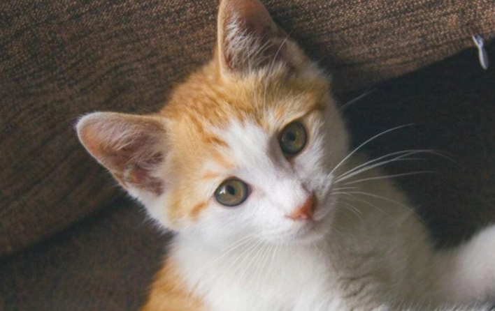 猫的生存能力有多强 猫的生存能力有多强