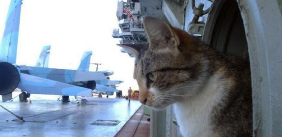 为什么军舰上都会养猫咪呢
