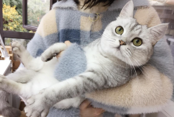 为什么猫咪喜欢抱着小猫呢