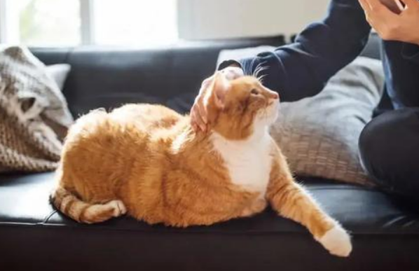 单身男性突然养猫了表示什么