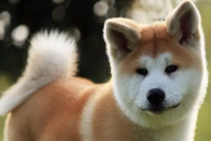 秋田犬会接受新主人吗？想养的人看过来