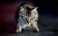 猫咪眼神聚焦是为什么原因