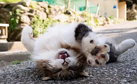 猫咪打滚是什么意思