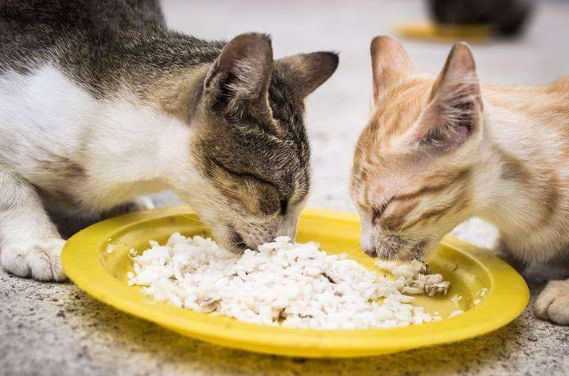 猫咪能吃大米饭吗 猫咪能吃大米饭吗