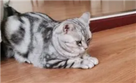 猫咪磨地板是为什么