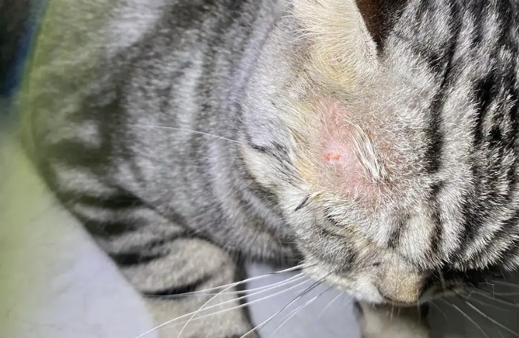 猫咪猫藓复发了怎么办