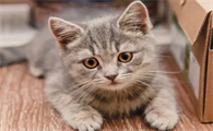 猫为什么驯化不了