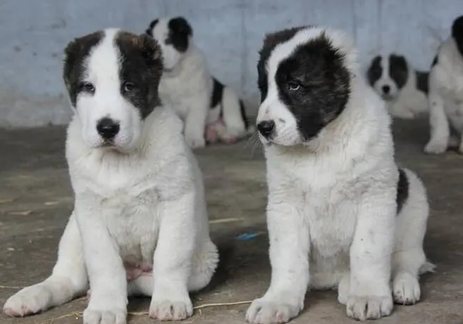 中亚牧羊犬幼犬怎么喂养?哪些是误区? 中亚牧羊犬幼犬怎么喂养?哪些是误区?