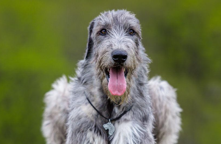 科普：爱尔兰猎狼犬牙结石预防治疗方法是什么？