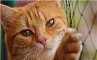 猫温顺还是狗温顺