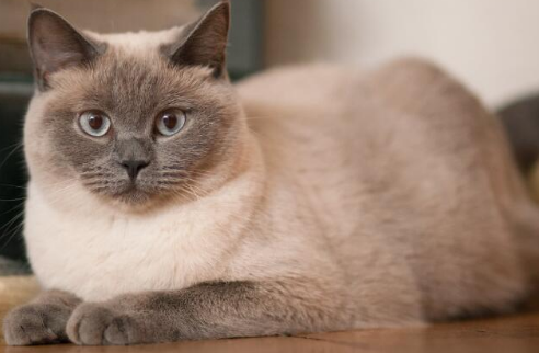 重点色短毛猫怎么洗澡？这里有答案！