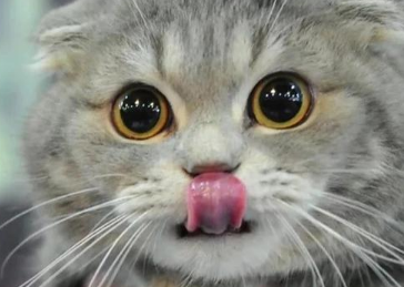 猫咪为什么不长胡子