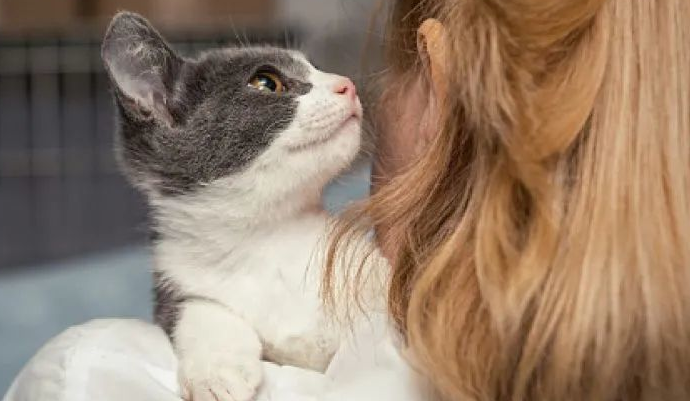 为什么早上猫咪舔人头发呢