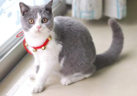 猫咪频繁拉稀是因为什么 猫咪频繁拉稀是因为什么