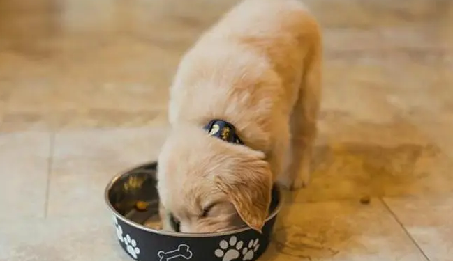 小奶狗吃什么食物？营养很重要