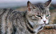 为什么有的猫咪很像狼猫一样