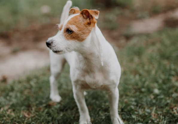 广西有什么犬舍