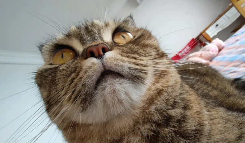 猫猫鼻子热的怎么办