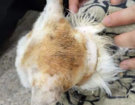猫咪螨虫感染的症状 猫咪螨虫感染的症状