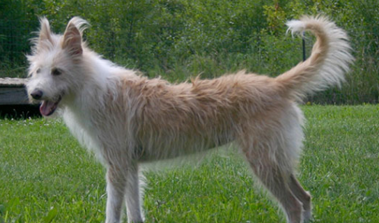 葡萄牙波登可犬呕吐怎么办？主人需要考虑什么？
