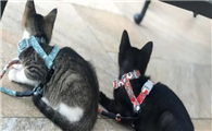 养的一对兄妹猫可以配对