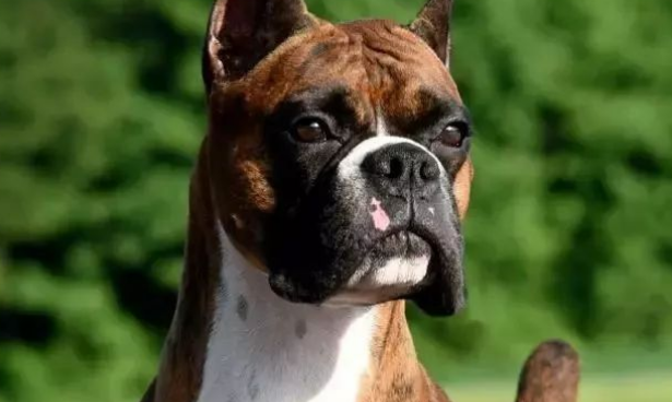拳师犬怎么训练大小便？耐心很重要