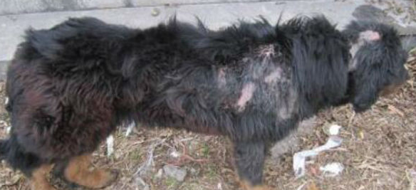 藏獒皮肤病怎么治?我教你! 藏獒皮肤病怎么治?我教你!